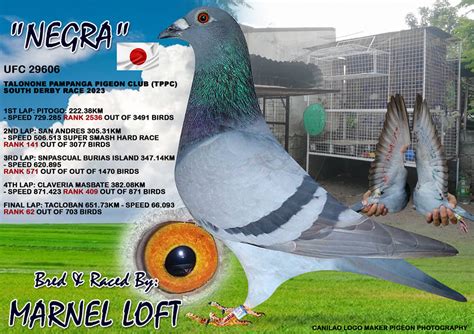 bulacan pampanga pigeon clocking